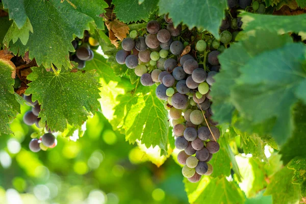 Gros Plan Raisin Vigne Dans Les Vignobles Champagne Montagne Reims — Photo