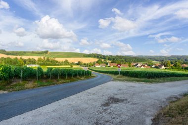 Montagne de Reims, Fransa 'daki şampanyalı üzüm bağlarında üzüm bağları.