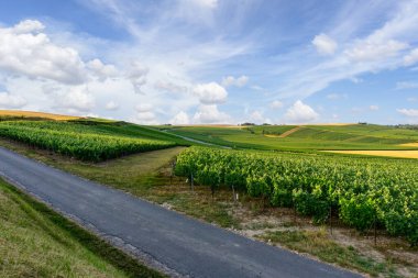 Montagne de Reims, Fransa 'daki şampanyalı üzüm bağlarında üzüm bağları.
