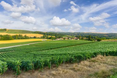 Montagne de Reims, Fransa 'daki şampanyalı üzüm bağlarında üzüm bağları.