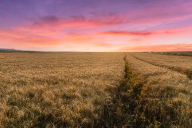 Gün batımında arpa tarlalarının güzel kırsal manzarası, Reims, Fransa
