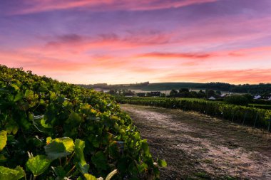 Row vine grape in champagne vineyards at montagne de reims, Reims, France clipart