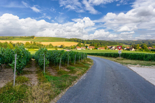 Вырубка винограда на виноградниках шампанского в Монтань-де-Фамс, Реймс, Франция