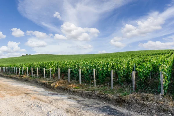 Uva Remo Viñedos Champán Montagne Reims Reims Francia —  Fotos de Stock