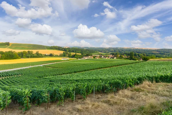 Uva Remo Viñedos Champán Montagne Reims Reims Francia —  Fotos de Stock