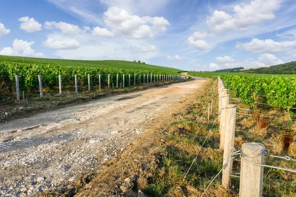 Uva Remo Viñedos Champán Montagne Reims Reims Francia —  Fotos de Stock