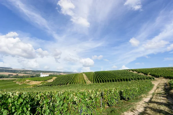 Uva Videira Vinhas Champanhe Montagne Reims França — Fotografia de Stock