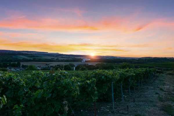 Uva Remo Viñedos Champán Montagne Reims Reims Francia —  Fotos de Stock