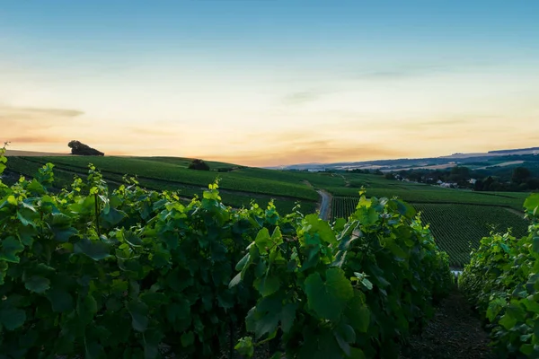 Uva Remo Viñedos Champán Montagne Reims Reims Francia —  Fotos de Stock