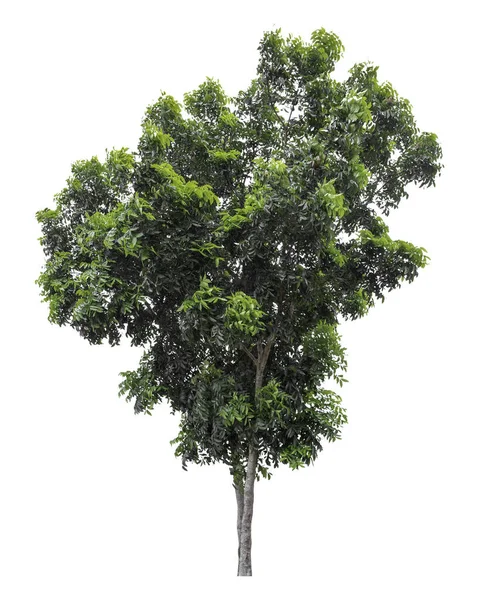 Velký Zelený Strom Izolovaný Bílém Pozadí Ořezávání Cesta — Stock fotografie