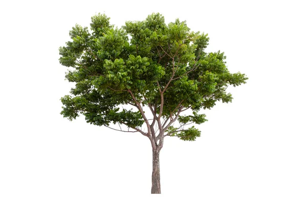 Velký Zelený Strom Izolovaný Bílém Pozadí Ořezávání Cesta — Stock fotografie