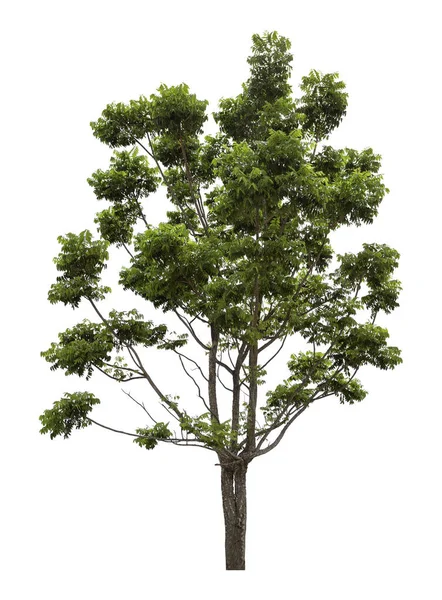 Stor Grön Träd Isolerad Vit Bakgrund Klippning Väg — Stockfoto