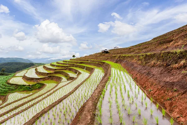 Green Terraced Rice Field Pong Pieng Mae Chaem Chiang Mai — Stock Photo, Image