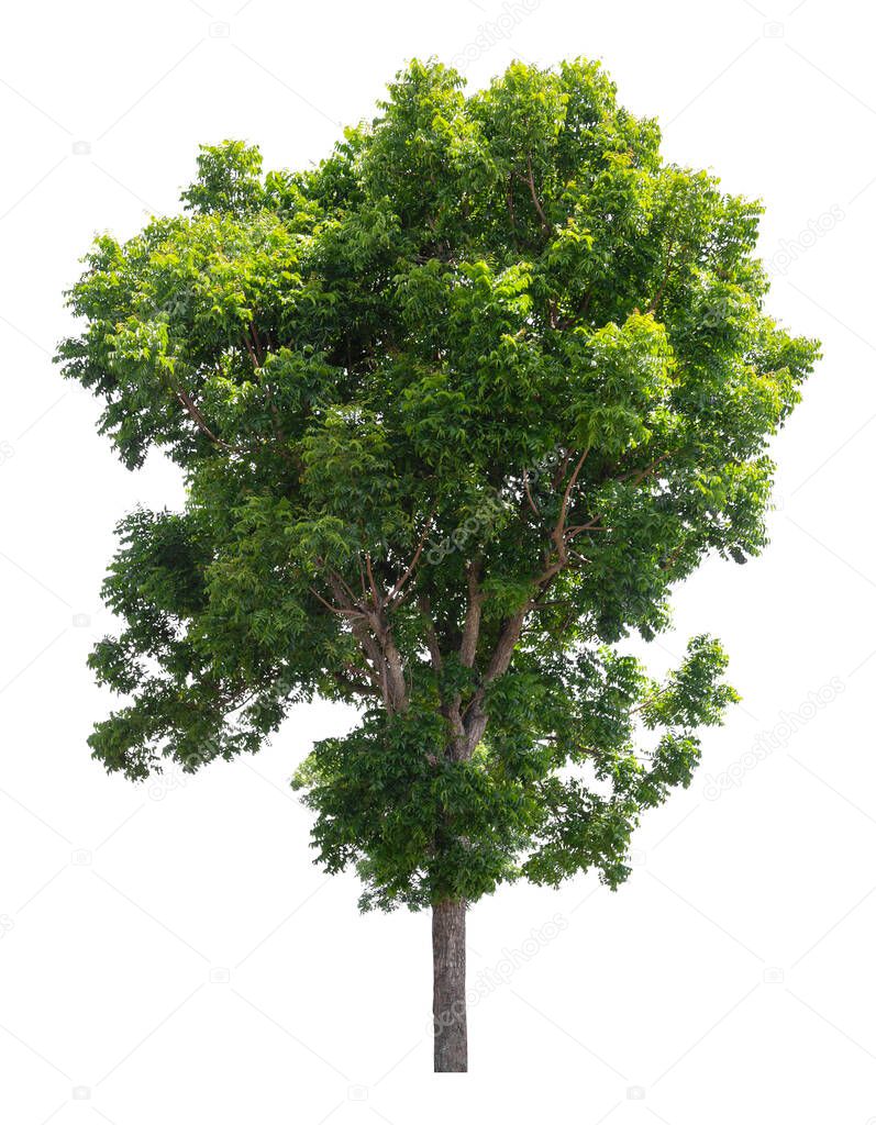 Large green tree isolated on white background, clipping path