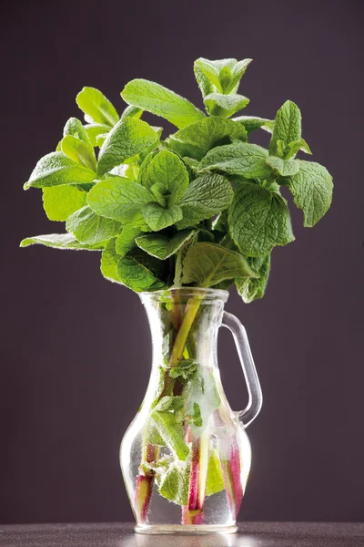 Hortelã fresca em vaso — Fotografia de Stock
