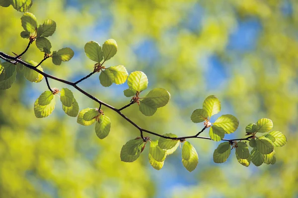 Rama de haya de primavera — Foto de Stock