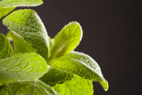 Feuilles de menthe fraîche — Photo