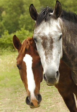 Ahırda dinlenme atlar