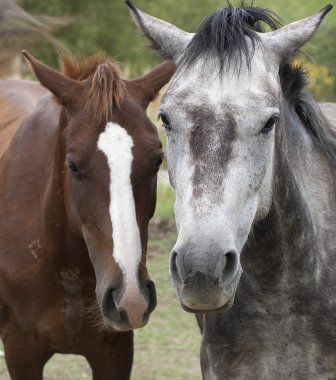 Ahırda dinlenme atlar