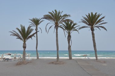 palmiye ağaçları ile peyzaj