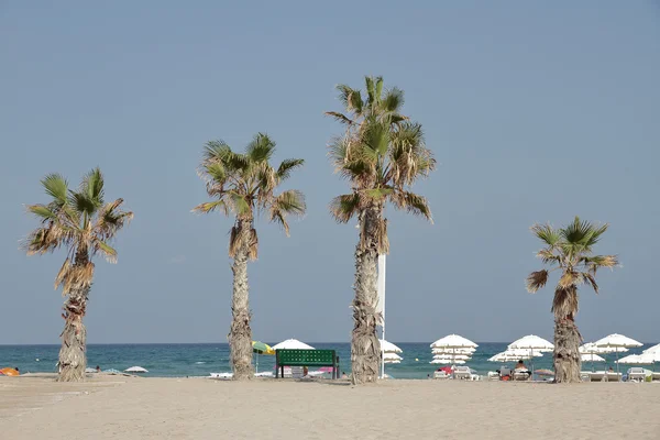 Landschap met palmbomen — Stockfoto