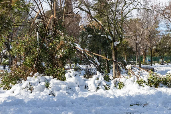 winter scene with trees and fallen branches for the weight of snow in O\'Donnel park of alcala de henares on a sunny day after a snowfall