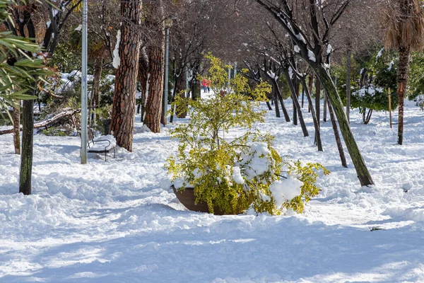 Téli Jelenet Alcala Henares Donnel Parkban Hóesést Követő Napsütéses Napon — Stock Fotó