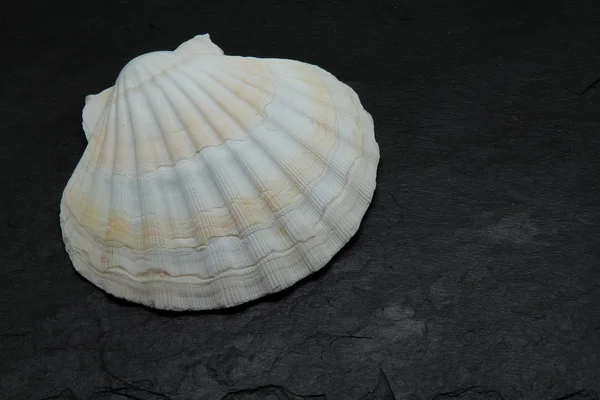 Hřebenatka shell — Stock fotografie