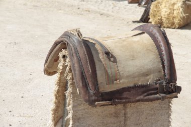 eski binek atı
