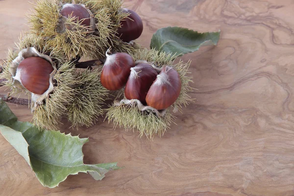 Châtaignes avec leur croûte épineuse vers l'extérieur — Photo