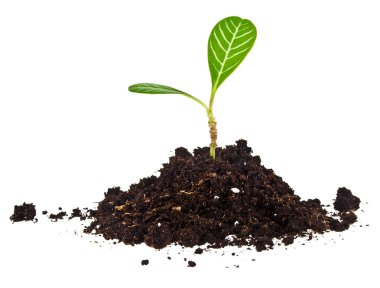 Düşmüş yaprakları ve beyaz backg izole humus ile taze bitki