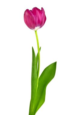 Lale çiçeği beyaz arkaplanda izole edilmiş