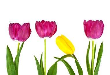 Beyaz arkaplanda izole lale çiçekleri