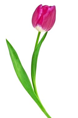 Lale çiçeği beyaz arkaplanda izole edilmiş