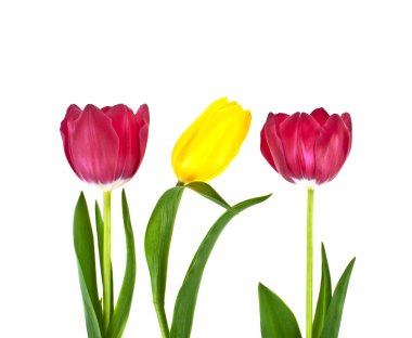 Beyaz arkaplanda izole lale çiçekleri