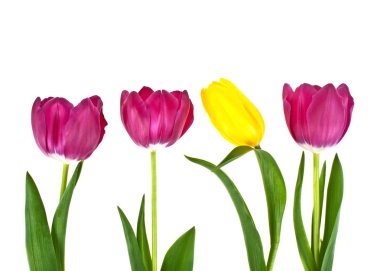 Beyaz arkaplanda izole lale çiçekleri