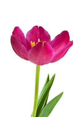 Lale çiçeği beyaz arkaplanda izole edilmiş