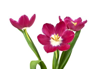 Beyaz arkaplanda izole lale çiçekleri