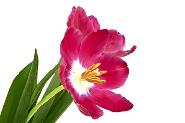 Lale çiçeği beyaz arkaplanda izole edilmiş