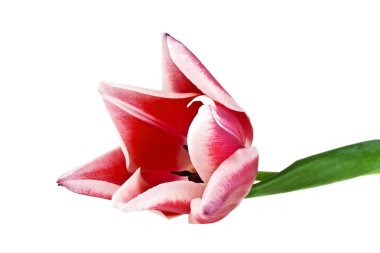 Lale çiçeği beyaz arkaplanda izole edilmiş