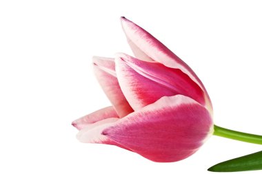 Lale çiçeği beyaz arkaplanda izole edilmiş
