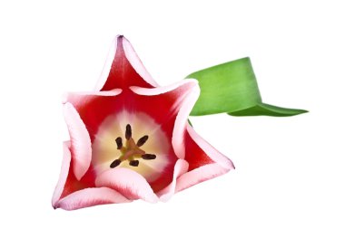 Lale çiçeği beyaz arkaplanda izole edilmiş