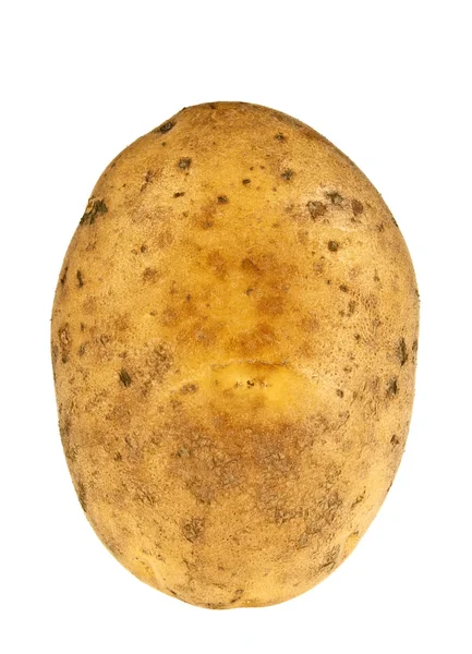 Potato on white background — Stock Photo, Image