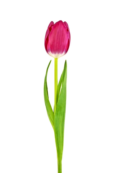 Tulipan kwiat izolowany na białym tle — Zdjęcie stockowe