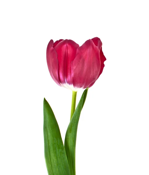 Czerwony tulipan kwiat na białym tle — Zdjęcie stockowe