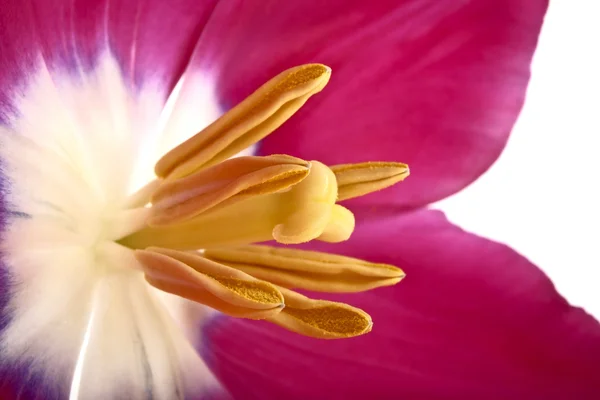 Tulip flower on white background, close up — Stock Photo, Image