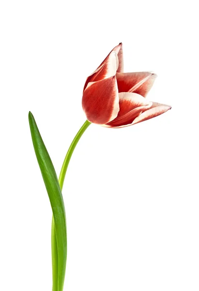 Fleur de tulipe rouge isolée sur fond blanc — Photo