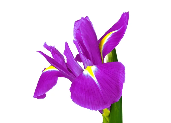 Фиолетовый цветок радужной оболочки на белом фоне — стоковое фото