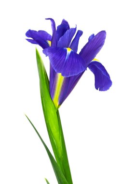 Blue iris flower isolated on white background clipart