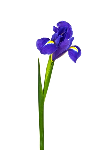 Blå iris eller blueflag blomma isolerad på vit bakgrund — Stockfoto